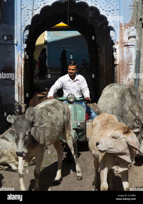 L Inde Rajasthan Jodhpur L Homme En Scooter Chez Les Vaches Bloquant