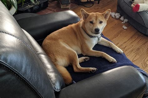 Shiba Inu Puppies For Sale Tempe AZ 355444 Petzlover