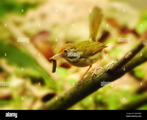 Bird Eating Insect Hi Res Stock Photography And Images Alamy