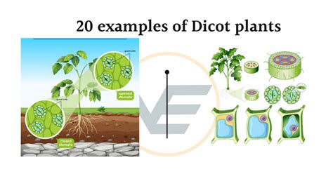 examples  dicot plants vivid examples