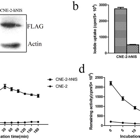 Expression Of Apoptosis Related Proteins In Cne Hnis And Cne