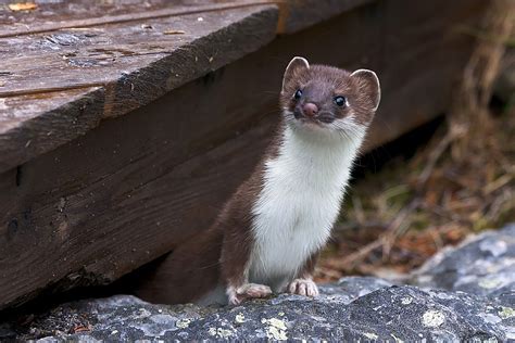 Weasel Control - Trutech Wildlife Service - Are Weasels Dangerous?