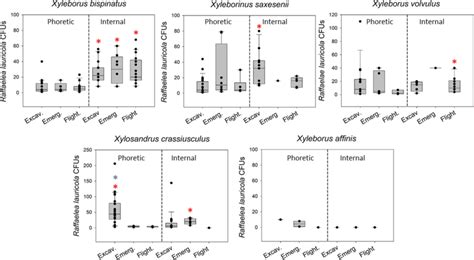 Phoretic And Internal R Lauricola Abundance In Five Ambrosia Beetle