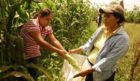 Fao Impulsa El Empoderamiento De Las Mujeres Rurales En América Latina Y El Caribe Conexion