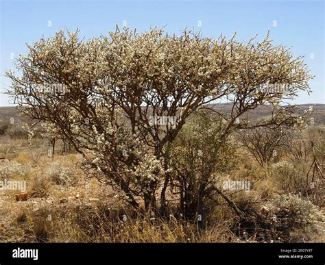 Acacia Mellifera Hi Res Stock Photography And Images Alamy