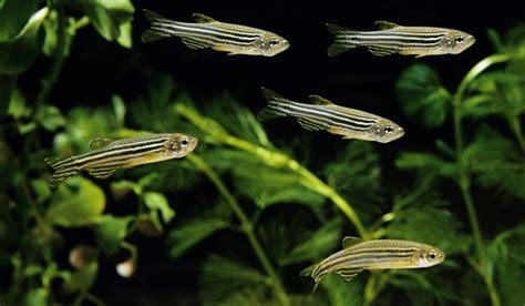 Danio Rerio Brachydanio Rerio Aquarium Poisson