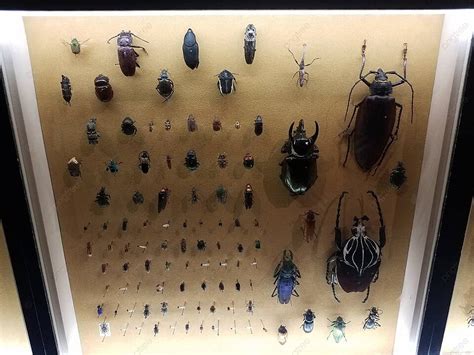 Beetle Insects Of Different Sizes Pinned And Displayed Under Glass