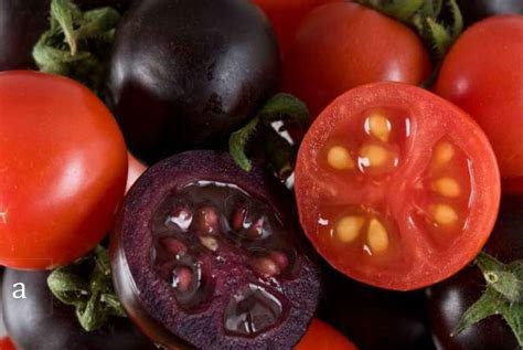 Gm Purple Tomatoes With Snapdragon Genes Meet Usda Approval Agdaily