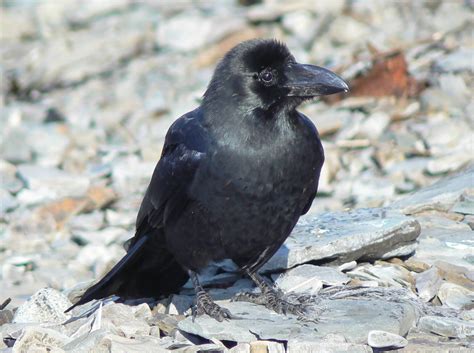 Birds In Oklahoma: 27 Species In The Sooner State