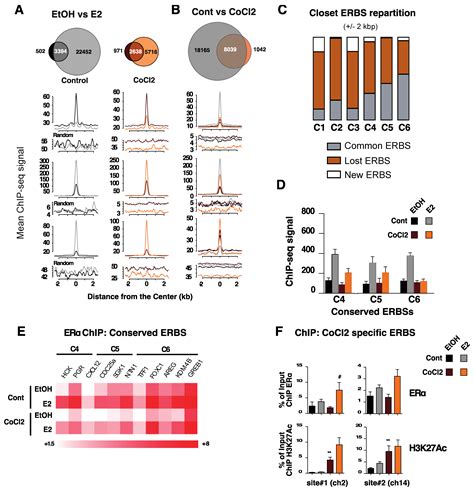 Cancers Free Full Text Hypoxia And Erα Transcriptional Crosstalk Is