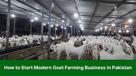 How To Start Modern Goat Farming Business In Pakistan Agribusiness