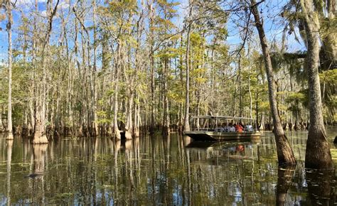 Heed The Call Of The Swamp On Dr Wagners Honey Island Tour Travel