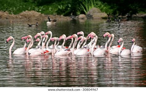 Group Chilean Flamingos Swimming Stock Photo (Edit Now) 30804967