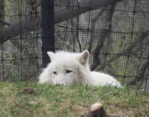 Arctic Wolf Zoochat