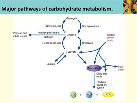 Ppt Metabolism Powerpoint Presentation Free Download Id6527062