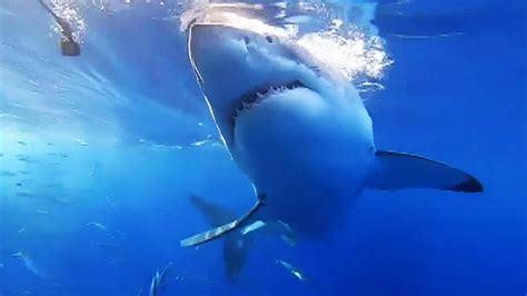 Great White Shark Attack In Australia Kills Diver Body Not Yet Found