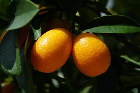 15 Common Kumquat Tree Problems How To Fix Them Solutions And Treatment