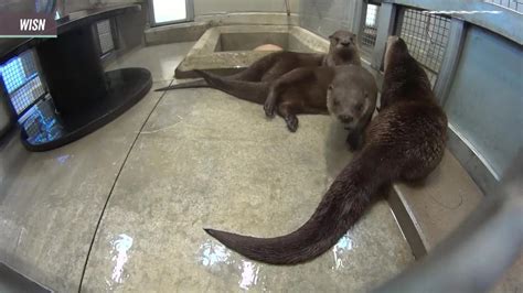 Heres Why Otters Love To Play