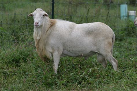 Breed Standard for St. Croix Hair Sheep