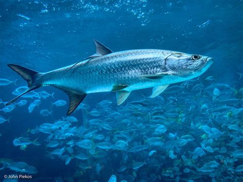 Atlantic Tarpon Wallpapers Wallpaper Cave