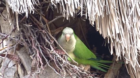 Visit Benalmadena Monk Parakeets Quaker Parrot Paloma Park Youtube