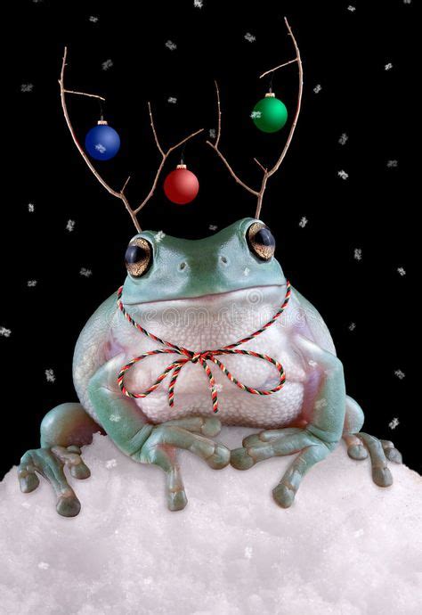 270 Christmas Frogs Ideas Christmas Frog Frog And Toad