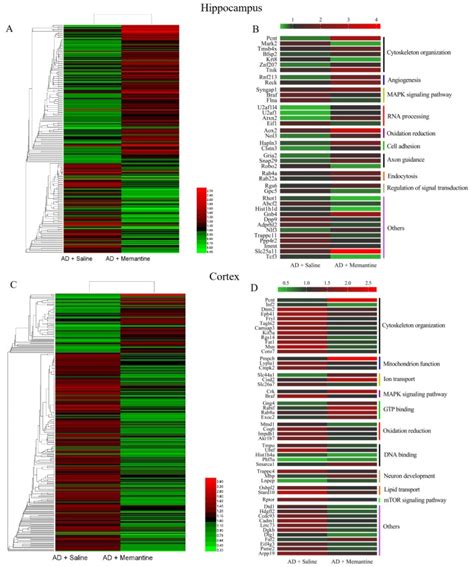 Memantine Improves Cognitive Function And Alters Hippocampal And