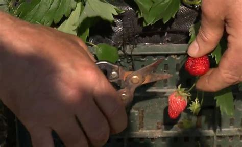 Te enseñamos a Cómo plantar fresas en casa RTVE