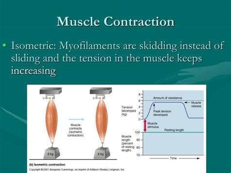 Ppt Energy For Muscle Contraction Powerpoint Presentation Free