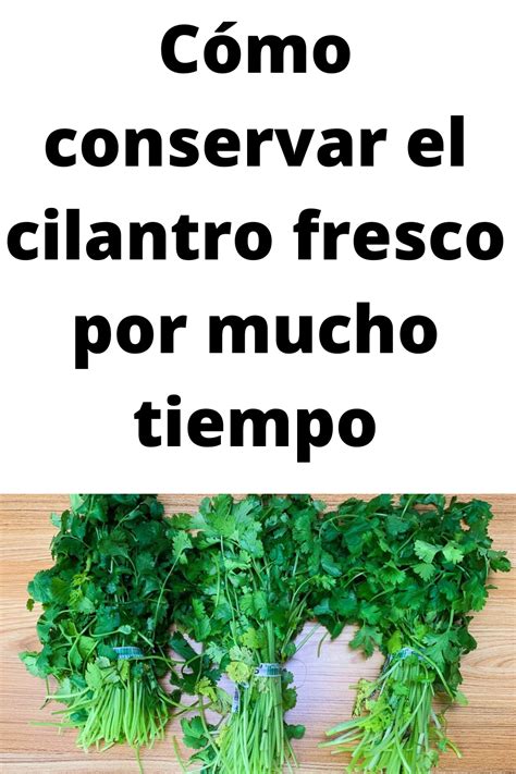 C Mo Conservar El Cilantro Fresco Por Mucho Tiempo Recetas De