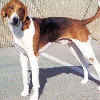 American Foxhound Breed Information, Characteristics & Heath Problems | DogZone.com