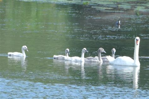 H Ckerschwan Mit F Nf Jungen H Ckerschwan Cygnus Olor C Flickr