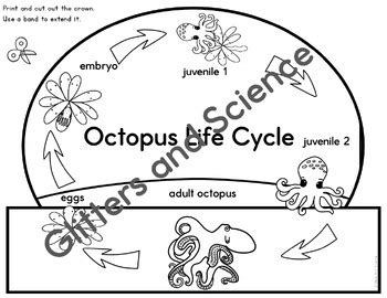 Octopus Life Cycle Headbands/ Crowns | Octopus Life Cycle Crowns Set 1