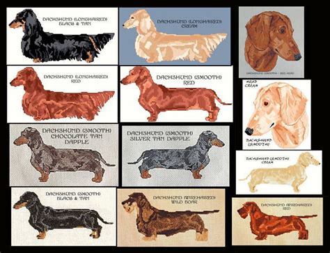 Dachshund Colors Chart - EbonyDadson