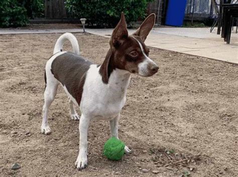 Rat Terrier And Dachshund Mix Anything Terrier