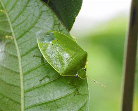 カメムシ大量発生、今年は「表年」被害果実は出荷できず 社会 ニュース 読売新聞オンライン