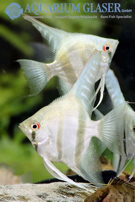 Pterophyllum Scalare Belem Sky Blue Aquarium Glaser Gmbh