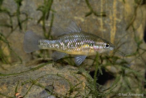 Native Fish Australia