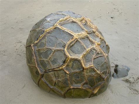 Honeycombed Moeraki Boulder Bouldering Geology Rocks Moeraki Boulders