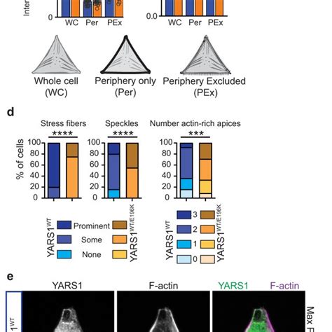 Actin Cytoskeleton Organization Is Perturbed In Yars Cmt Fibroblasts A