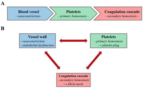 Ijms Free Full Text Platelets And Their Role In Hemostasis And