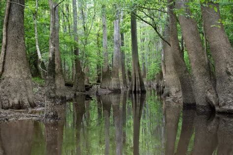 The Complete Guide to Camping in Congaree National Park