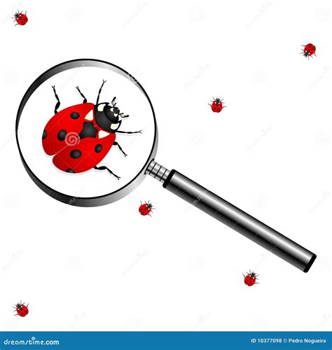 Magnifying Glass With Lady Bugs Stock Vector Illustration Of Explorer Ladybug 10377098