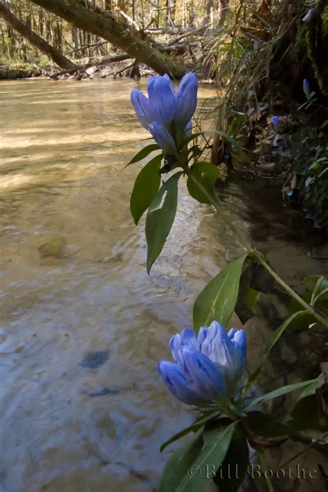 Soapwort Gentian Wildflowers Nature In Focus