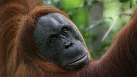 Tanjung Puting Park Tours | Visit Camp Leakey | Borneo Orangutan Tour ...