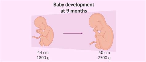 Weight and size of fetus at 9th month of pregnancy