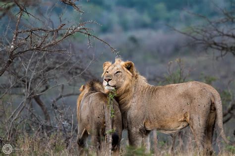 Hluhluwe Game Reserve South Africa