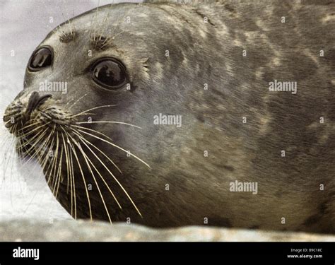 Caspian Seal Stock Photo Alamy