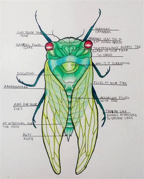 Anatomy of a Cicada by Ryvienna on DeviantArt