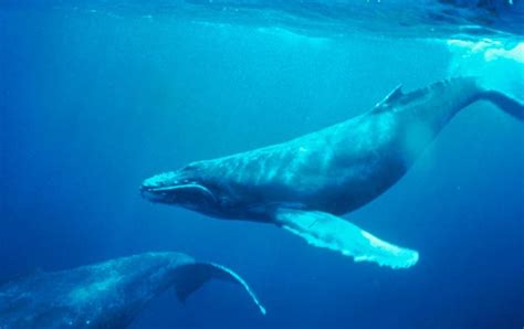 It's humpback whale season in Hawaii - Hawaii Magazine